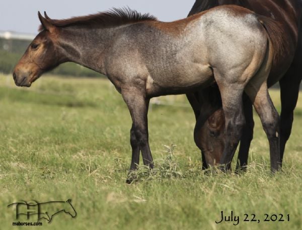 Brown Kerri H's 2021 Roan Filly